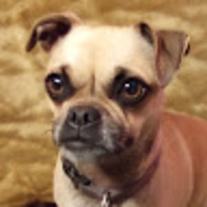 Meet your Posher, Paul